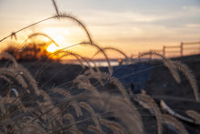 Load image into Gallery viewer, Inns of Aurora